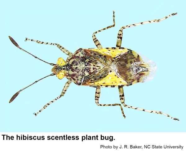 Thumbnail image for Hibiscus Scentless Plant Bug